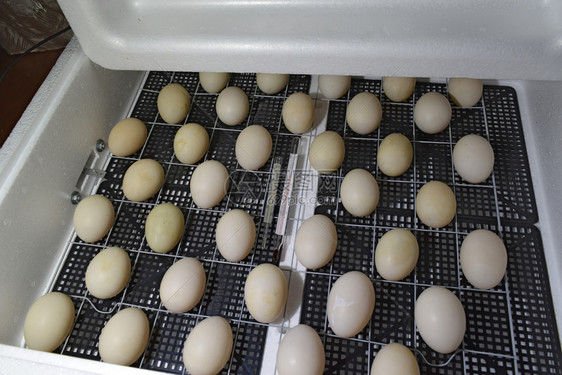 鸡鸭和鹅的孵化器鸡鸭和鹅的产物家用设备烤鸭的蛋在孵化器中图片