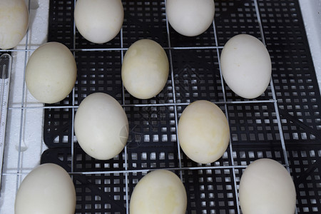 鸡鸭和鹅的孵化器鸡鸭和鹅的产物家用设备烤鸭的蛋在孵化器中图片