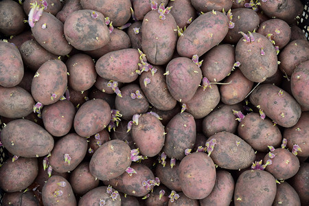 白化土豆种子植在花园的土豆背景图片