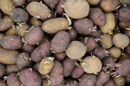 白化土豆种子植在花园的土豆背景图片