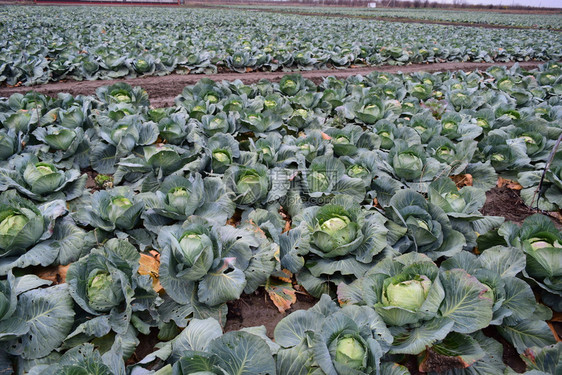 菜田野露天地种菜7月园仍然年轻7月菜园仍然年轻7月菜园在田地露天种菜7月园仍然年轻图片