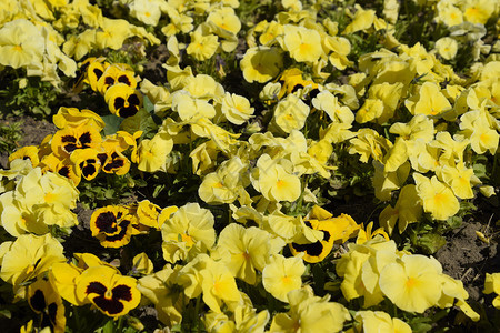 花棚上有黄色的比奥拉花朵维图片