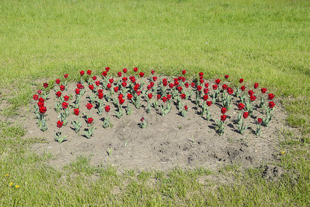 花床上有红的郁金香花床上有郁金香图片