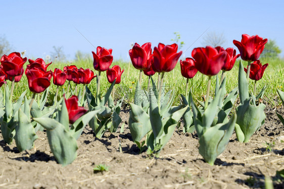 花床上有红的郁金香花床上有郁金香图片