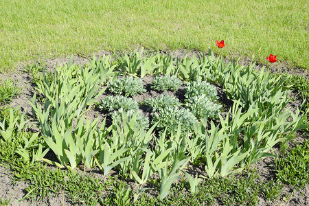 有鸢尾花郁金香的花坛绿色的花坛有鸢尾花郁金香的花坛绿色的花坛图片