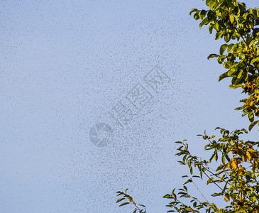 空气中的蚂蚁群繁殖季节编织蚂蚁繁殖季节编织蚂蚁繁殖季节图片