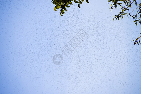 空气中的蚂蚁群繁殖季节编织蚂蚁繁殖季节编织蚂蚁繁殖季节图片