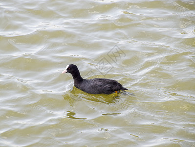 黑鸭漂在池塘里图片