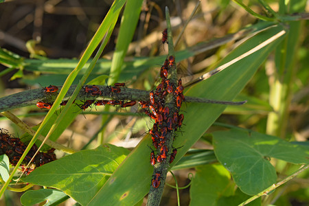 火虫交配和向后走春季自然火灾红色昆虫巨集草地的红虫图片