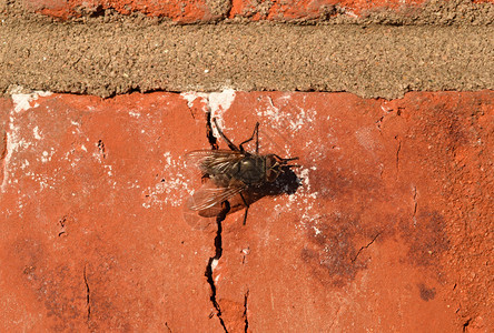 坐在砖墙上的胡佛苍蝇Diptera昆虫授粉植物Hoverfly坐在砖墙上图片