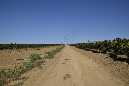 葡萄园在阿佐夫海种植葡萄图片