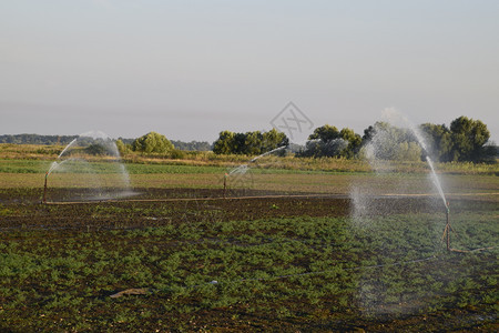 甜瓜田的灌溉系统给田地浇水SprinklerSprinkler瓜田的灌溉系统给田地浇水Sprinkler图片