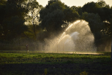 甜瓜田的灌溉系统给田地浇水SprinklerSprinkler瓜田的灌溉系统给田地浇水Sprinkler图片