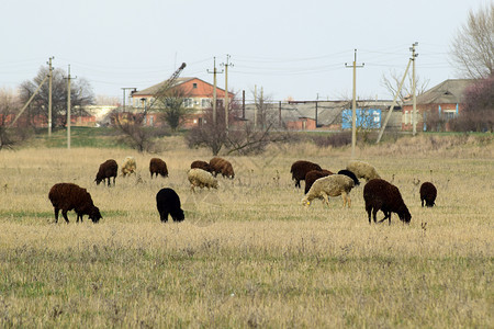 牧羊的在村旁泉地各种羊图片