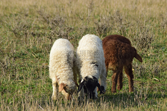 牧羊的在村旁泉地各种羊图片
