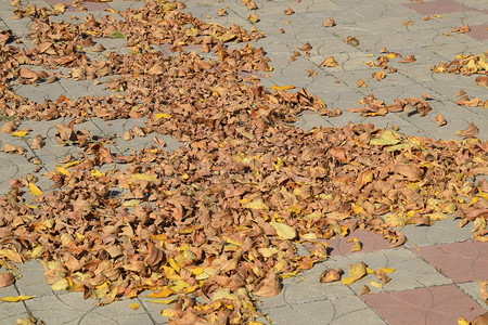 地上的叶子是黄色秋叶掉落图片