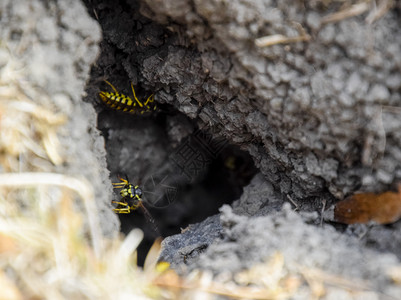 昆虫壁虎黄蜂鸟飞进它们的巢中蜂在山鸟飞进它们的巢中蜂在背景