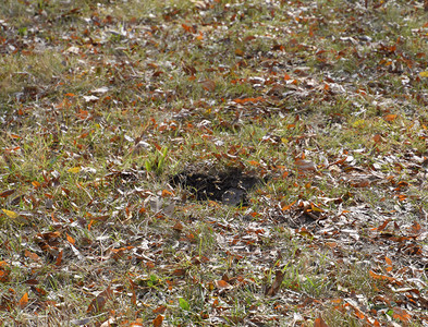 昆虫壁虎黄蜂鸟飞进它们的巢中蜂在山鸟飞进它们的巢中蜂在背景