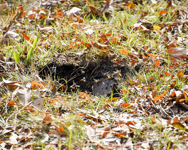 昆虫壁虎黄蜂鸟飞进它们的巢中蜂在山鸟飞进它们的巢中蜂在背景