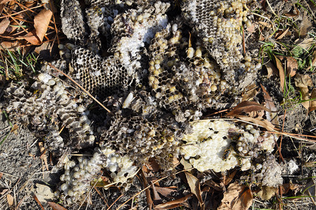 Vespula粗俗派被摧毁的黄蜂巢在的表面画大黄蜂的喉咙和小幼崽被摧毁蜂巢表面画在蜂巢的表面画在蜂巢的表面画图片