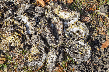 昆虫壁虎vespula粗俗摧毁了黄蜂的巢在表面画黄蜂的喉咙和小幼崽摧毁