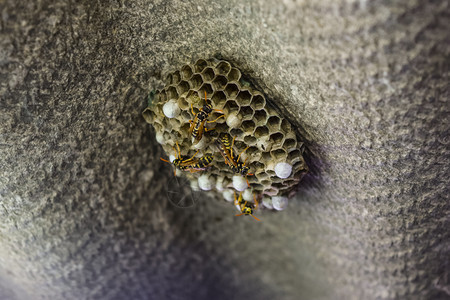 黄蜂窝巢由一群组成近距离接黄蜂窝巢图片