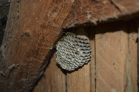 黄蜂的巢穴近距离接图片