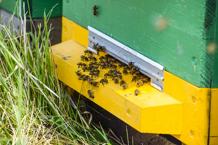 蜜蜂飞在巢入口处的托盘洞口蜜养的技术蜜繁殖巢入口处洞图片