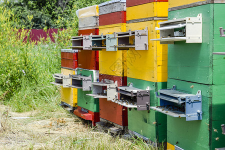 养蜂场里的蜂箱养蜂取蜜蜜蜂之家养蜂场里的蜂箱养蜂取蜜蜂房图片