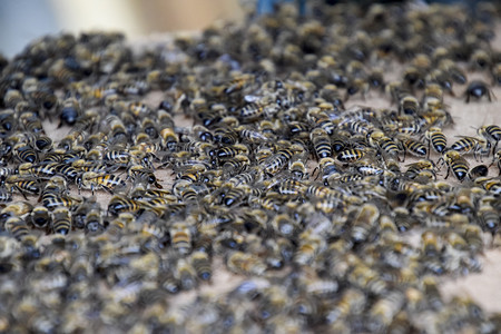 一张纸板上塞满了蜜蜂蜂群蜜蜂一张纸板上塞满了蜜蜂蜂群蜜蜂图片