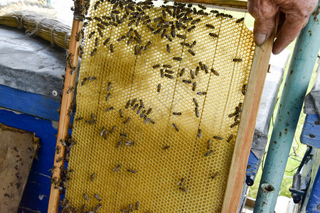 罗伊蜜蜂在蜡梳子上蜂巢木板与蜂巢的蜂巢蜜蜂蜜蜂在家养蜂场蜜蜂的繁育技术罗伊蜜蜂在蜡梳子上蜂巢木板与蜂巢的蜂巢蜜蜂图片