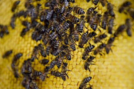 罗伊蜜蜂在蜡梳子上蜂巢木板与蜂巢的蜂巢蜜蜂蜜蜂在家养蜂场蜜蜂的繁育技术罗伊蜜蜂在蜡梳子上蜂巢木板与蜂巢的蜂巢蜜蜂图片