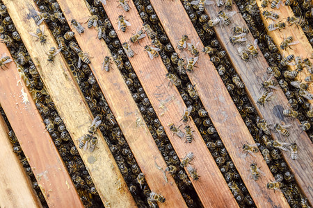 昆虫壁虎蜜蜂沿着巢爬行蜜们开巢窝里有蜜们沿着巢爬行蜜们背景