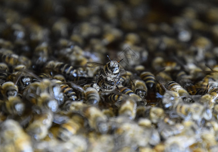 蜂巢中的一群密集蜜峰图片