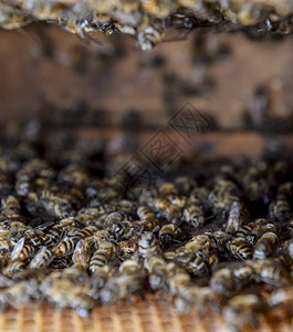 蜂巢从里面看的景色蜜蜂小屋蜜蜂蜂巢入口蜜蜂在家养蜂场蜜蜂的繁育技术蜂巢从里面看的景色蜜蜂小屋蜜蜂蜂巢入口图片