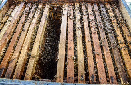 蜂蜜雪梨蜜蜂沿着巢爬行蜜们开巢窝里有蜜们沿着巢爬行蜜们背景