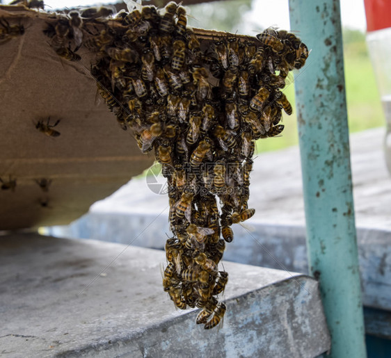 蜜蜂升起的开端纸板上的一小群美化蜜蜂家养蜜育种技术阿皮亚里图片