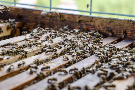 昆虫壁虎蜜蜂沿着巢爬行蜜们开巢窝里有蜜们沿着巢爬行蜜们背景