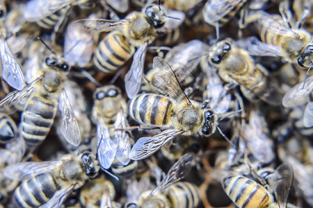 蜜蜂在一起舞蹈图片