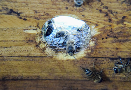 蜂巢从里面看的景色蜜蜂小屋蜜蜂蜂巢入口蜜蜂在家养蜂场蜜蜂的繁育技术蜂巢从里面看的景色蜜蜂小屋蜜蜂蜂巢入口图片