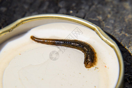罐子盖上的沥青吸血动物腰带类的一小叮当虫水管的希鲁多疗法吉达罐子盖上的利奇皮带类一小叮当虫吉鲁达背景图片