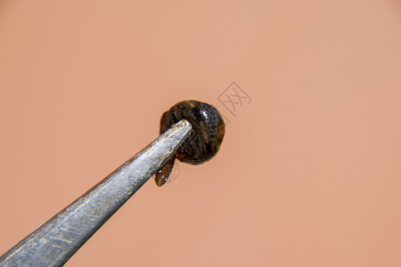 镊子上有水蛭吸血动物癣的一个子类来自皮带类型类水蛭疗法镊子上有水蛭吸血动物癣的一个子类来自皮带类型类水蛭疗法图片