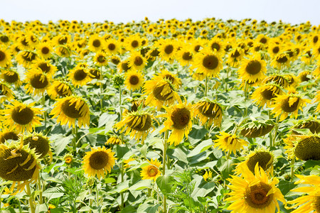 田野中鲜花的向日葵阳光明媚的向日葵田背景落时开花的向葵田开花的向日葵田中鲜花的向日葵田阳光明媚的日葵田图片