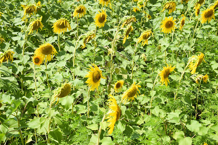 田野中鲜花的向日葵阳光明媚的向日葵田背景落时开花的向葵田开花的向日葵田中鲜花的向日葵田阳光明媚的日葵田图片