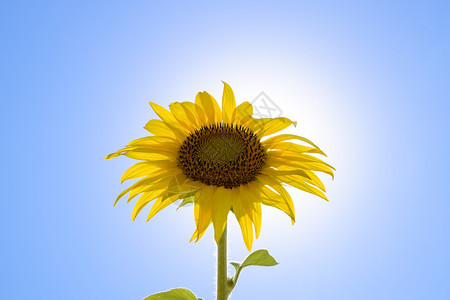 向着蓝天和太阳开花的向日葵着蓝天和太阳开花的向日葵图片