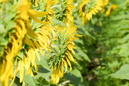 田野中鲜花的向日葵阳光明媚的向日葵田背景落时开花的向葵田开花的向日葵田中鲜花的向日葵田阳光明媚的日葵田图片