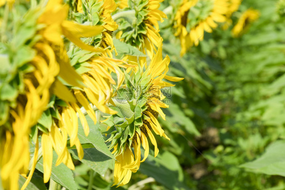 田野中鲜花的向日葵阳光明媚的向日葵田背景落时开花的向葵田开花的向日葵田中鲜花的向日葵田阳光明媚的日葵田图片