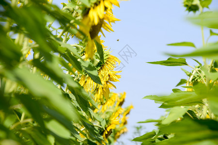 从下面看开花的向日葵从下面看开花的向日葵图片