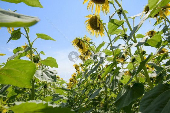 从下面看开花的向日葵从下面看开花的向日葵图片