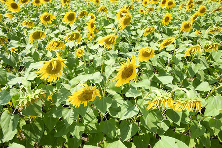 田野中鲜花的向日葵阳光明媚的向日葵田背景落时开花的向葵田开花的向日葵田中鲜花的向日葵田阳光明媚的日葵田图片